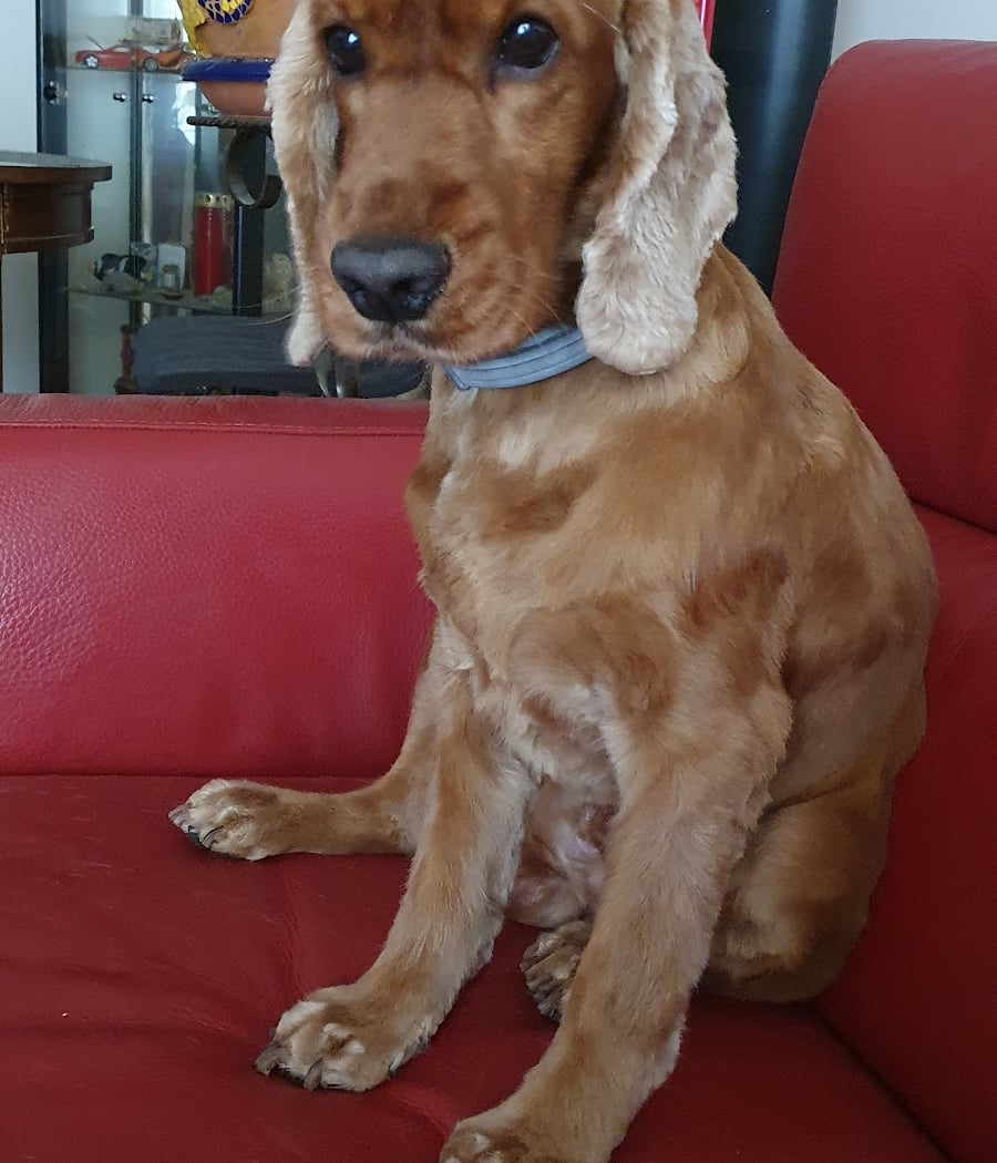 Happy Dog 1